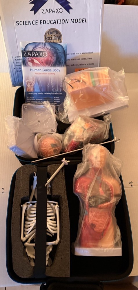 Human Anatomy Science Education Model Set