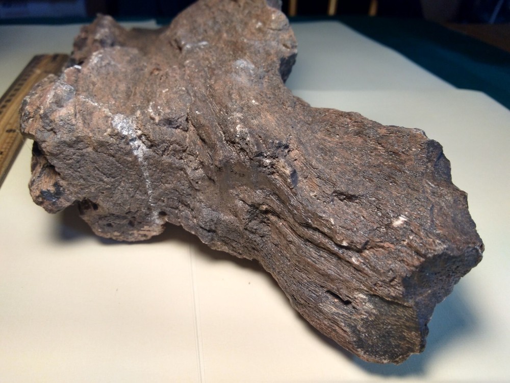 Petrified Wood Rough- Over 5-1/4 lbs.