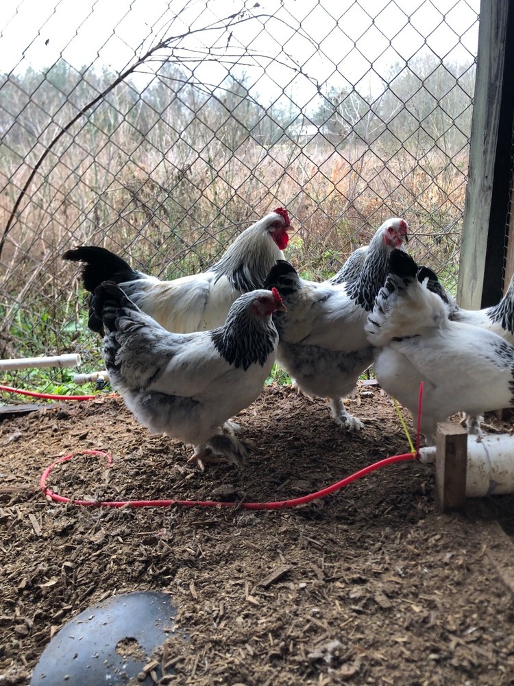 6 Light Brahma Hatching Eggs NPIP Certified flock