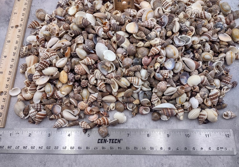 Extra Small Seashell Assorted Ocean Mix (approx. 1 kilogram 0.50+ inches)