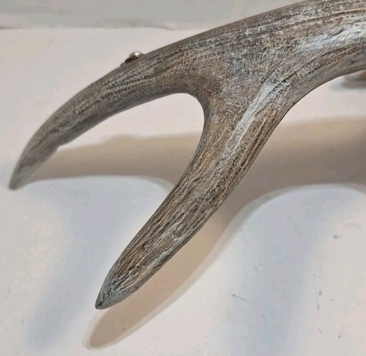 6 Point Deer Antler Wall Mount Antler Decor