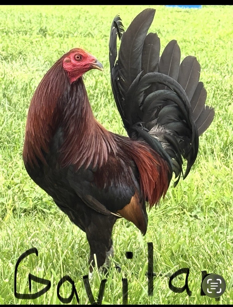 12+ Chicken Hatching Eggs