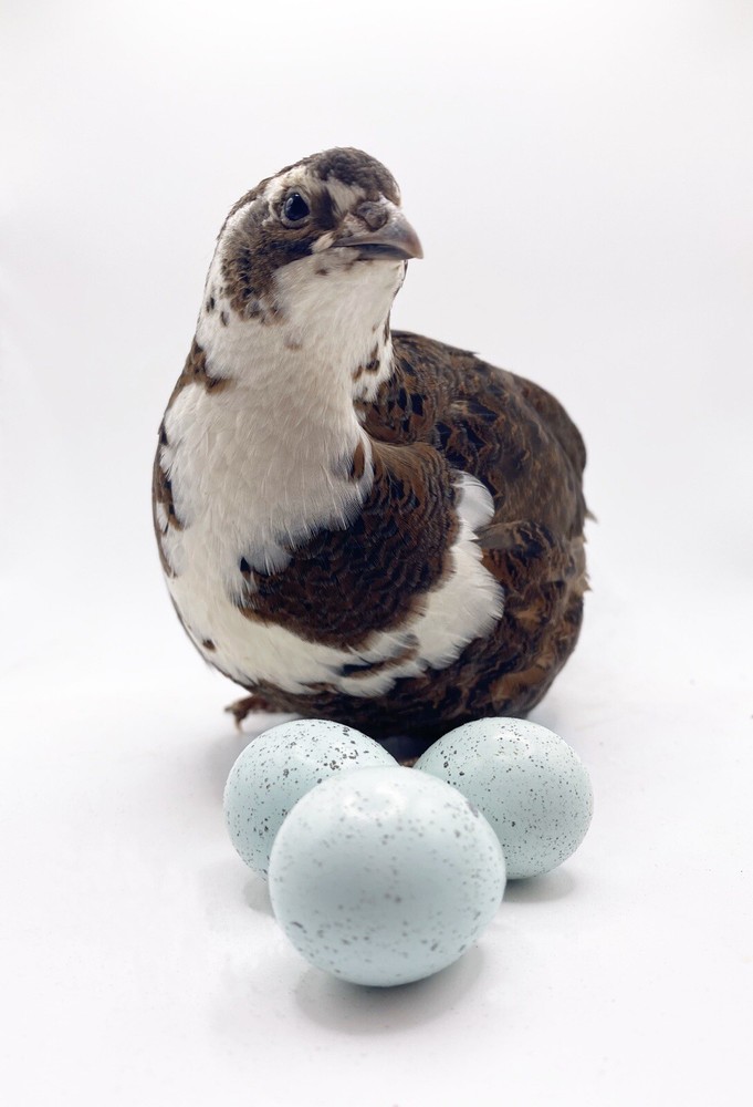 40++ Celadon Blue Coturnix Quail Hatching Eggs - Tuxedo, White, Red Range + More