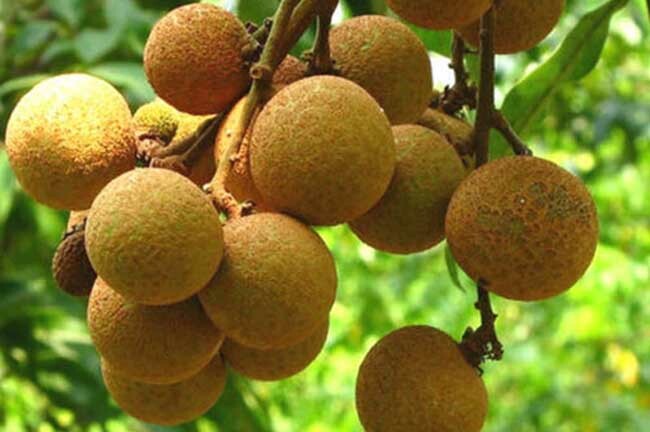 Longan Fruit Tree ( Kohala) Tropical Fruit Tree