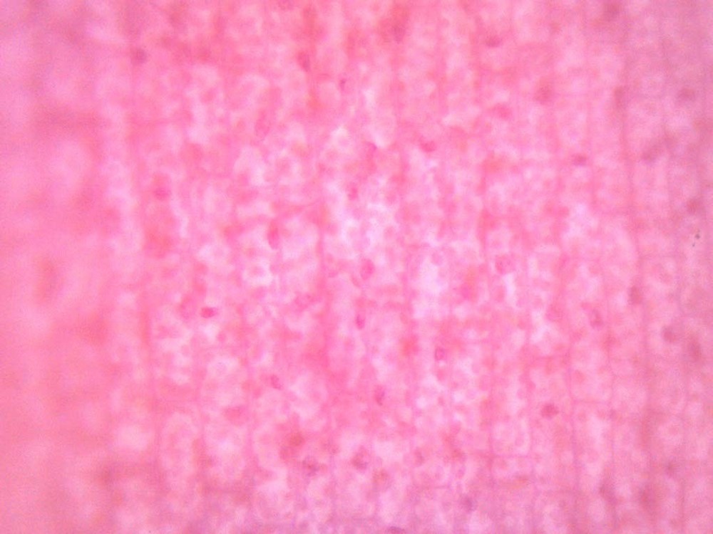 EISCO Elodea, Submerged Leaf Prepared Microscope Slide 75 x 25mm Microscopy