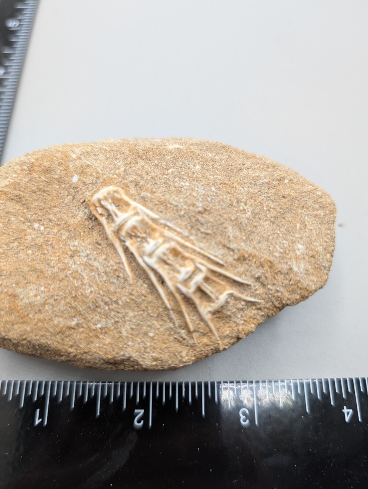 Associated Fish Vertibrae FossilIn Matrix