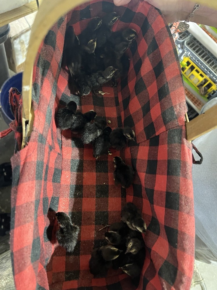 24 All Black Coturnix Quail Hatching Eggs NPIP Healthy