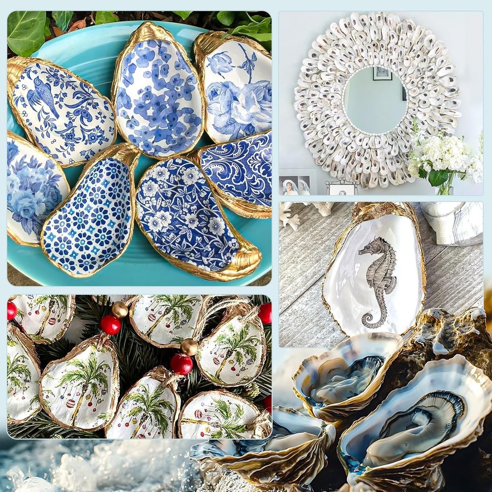 20 PCS Natural Oyster Shells 34 Inch Medium Disk Shape Bulk Crafts Vase DIY