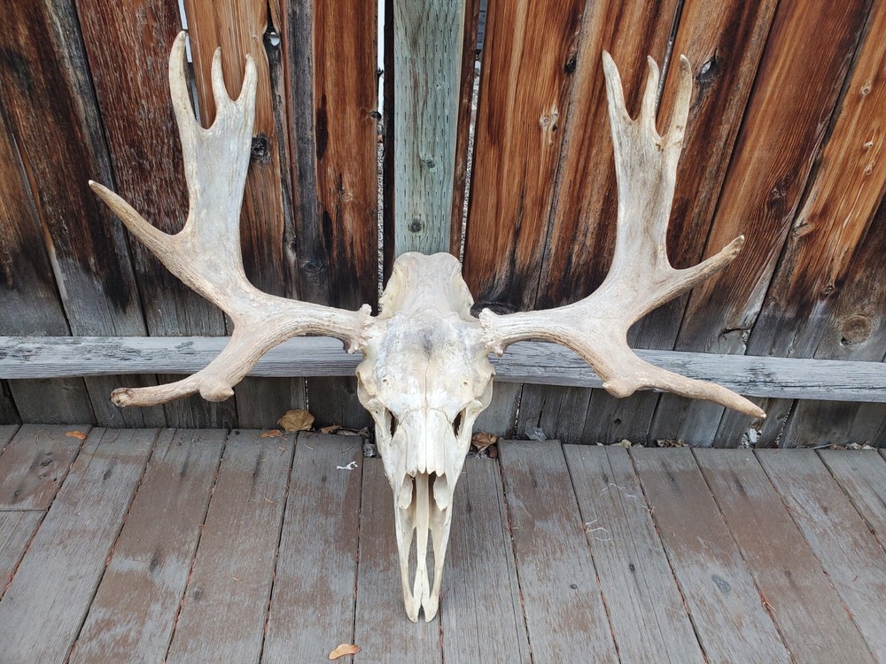 Shiras Moose European Mount