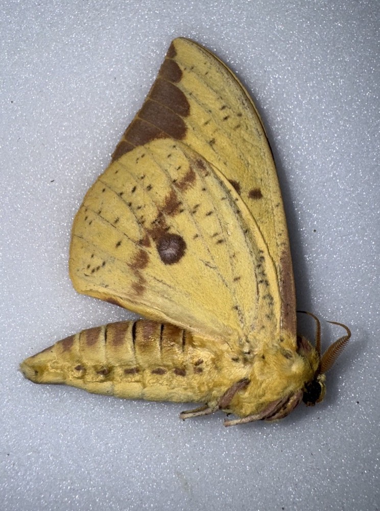 JS3 IMPERIAL MOTH 4 - Eacles Imperialis
