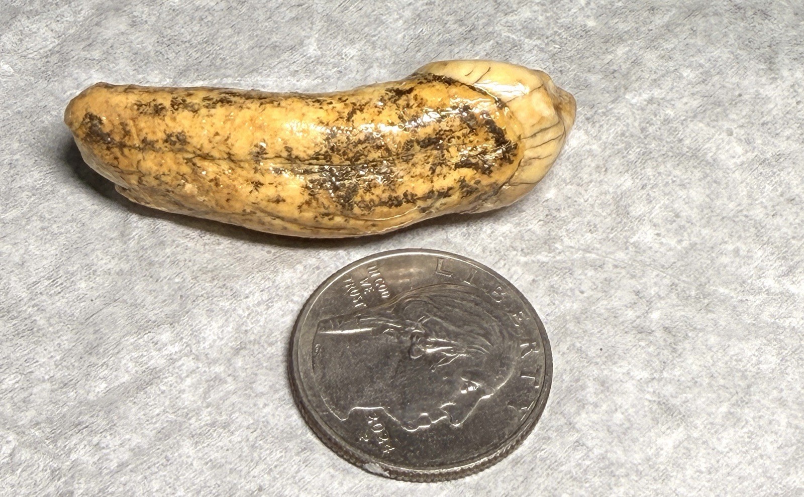 👀 Fantastic Rare Romanian Cave Bear Canine Tooth Fossil, Ursus Spelaeus ✨🔥