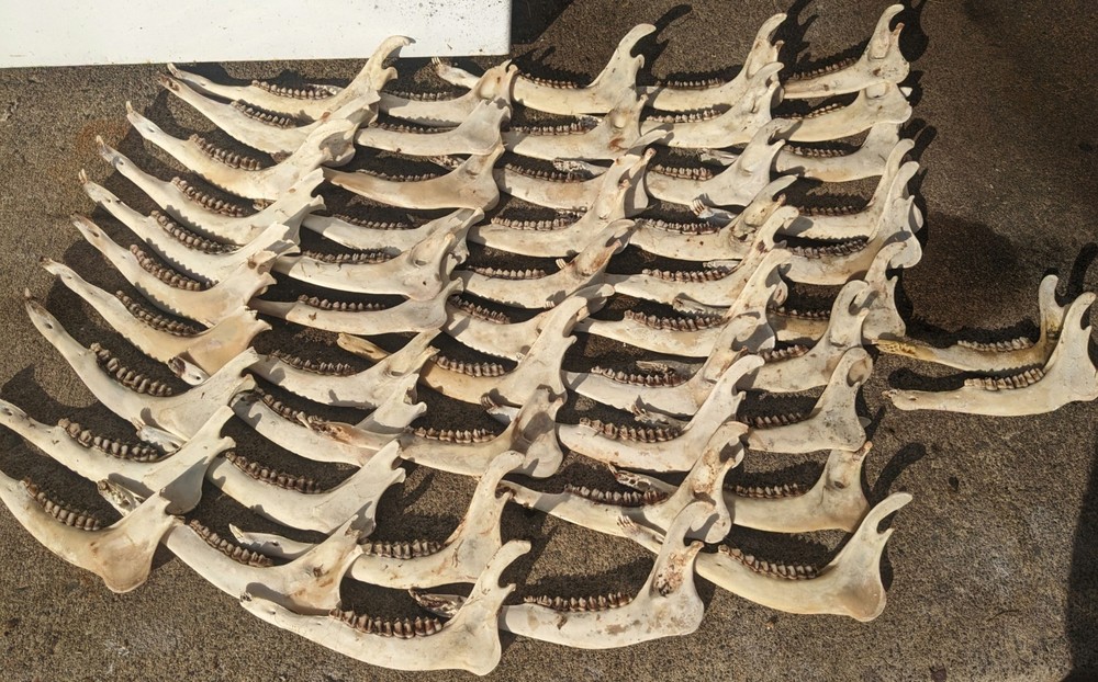 Real Whitetail Deer Jaw Bones with Teeth