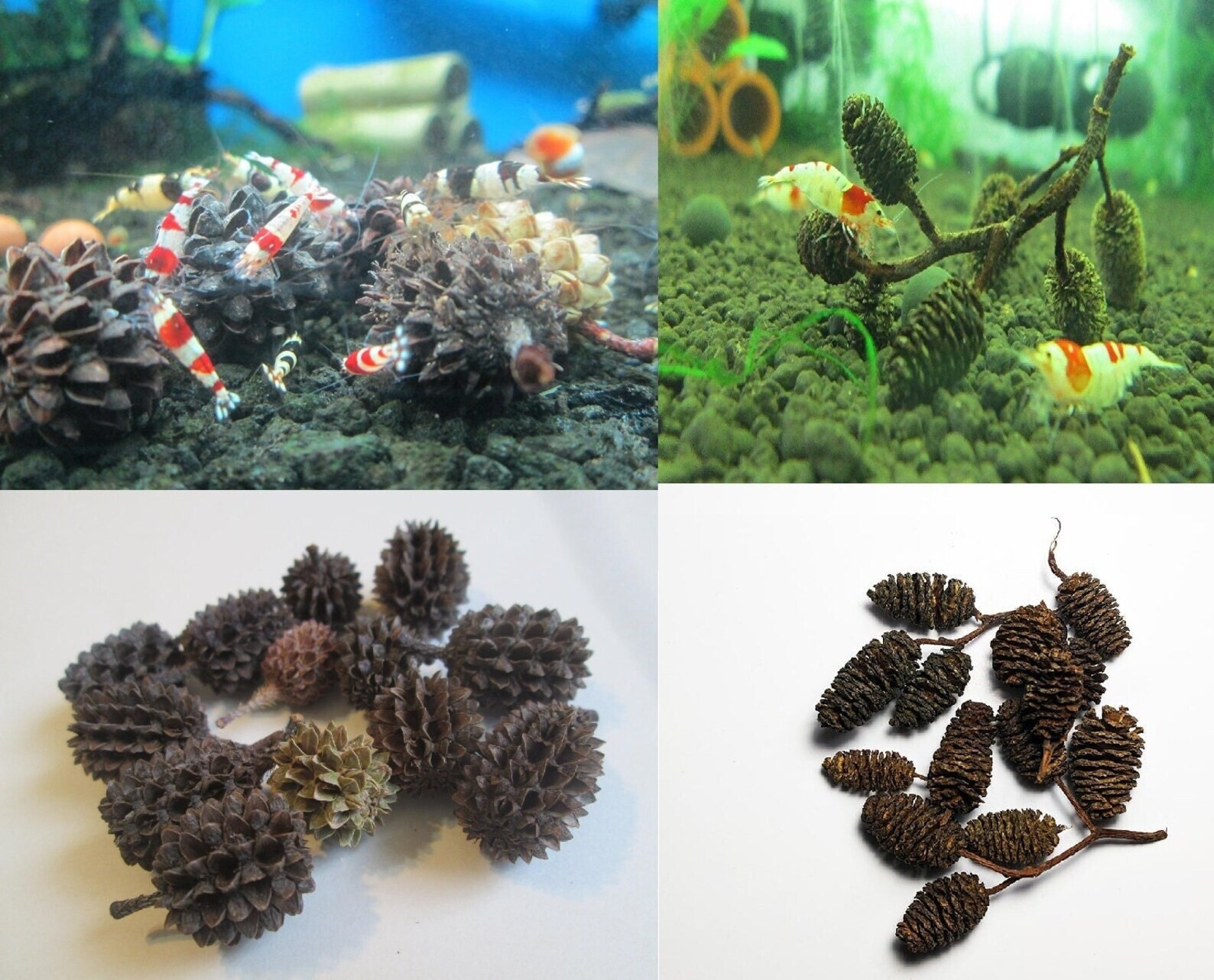 3 Nano Cholla Wood + 15 Filao Cones + 15 Alder Cones Aquarium Fish Invertebrates