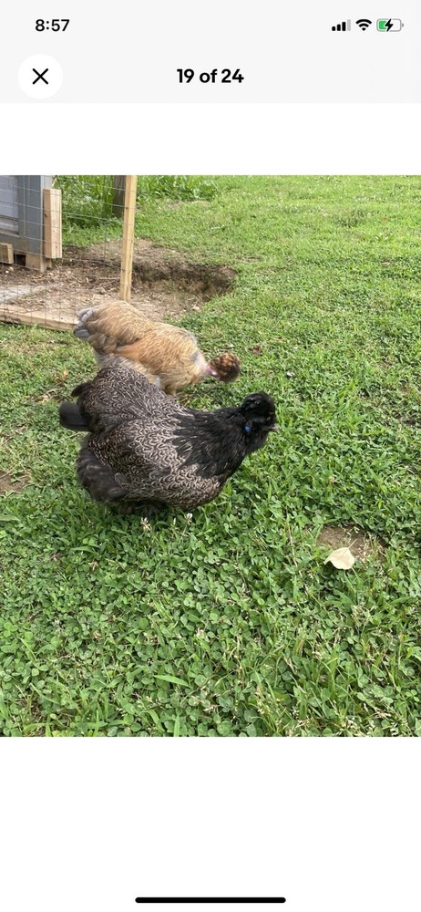 12 Bearded Silkie Hatching Eggs