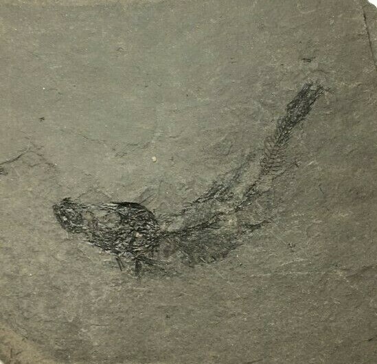 FOSSIL FISH CLUPEA