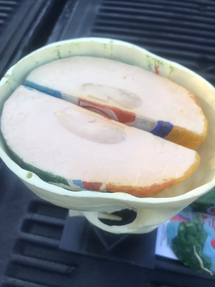 Human Skull Model,4 Part Human Brain with stand