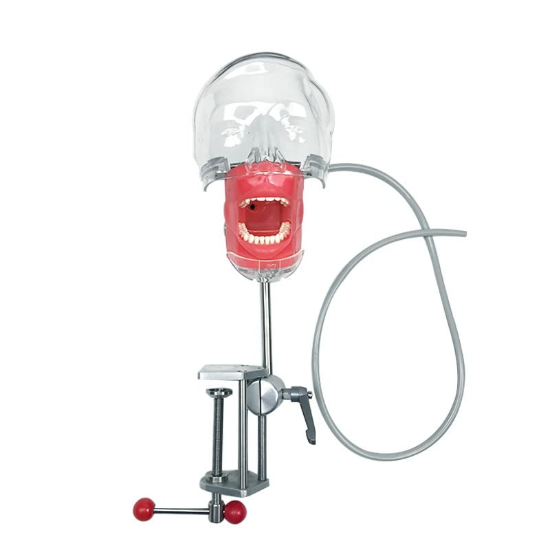 US Dental Simulator Simple Head Model Manikin Phantom Dentist Teaching Practice