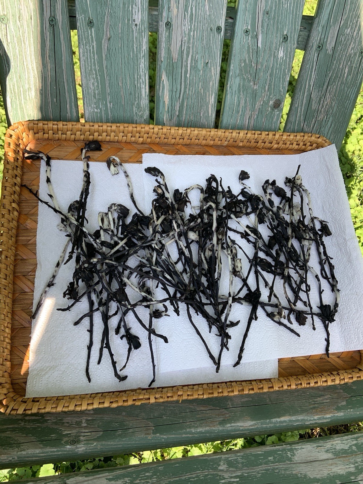 Dried Ghost Pipe Indian Pipe Whole Flowers Box of 12