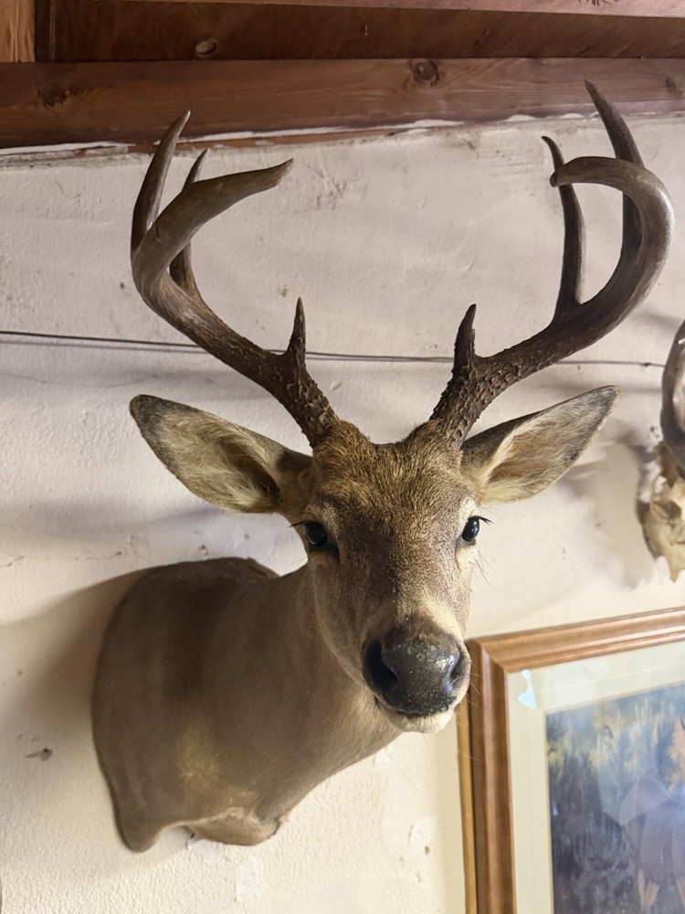 9 point Coues Whitetail Deer