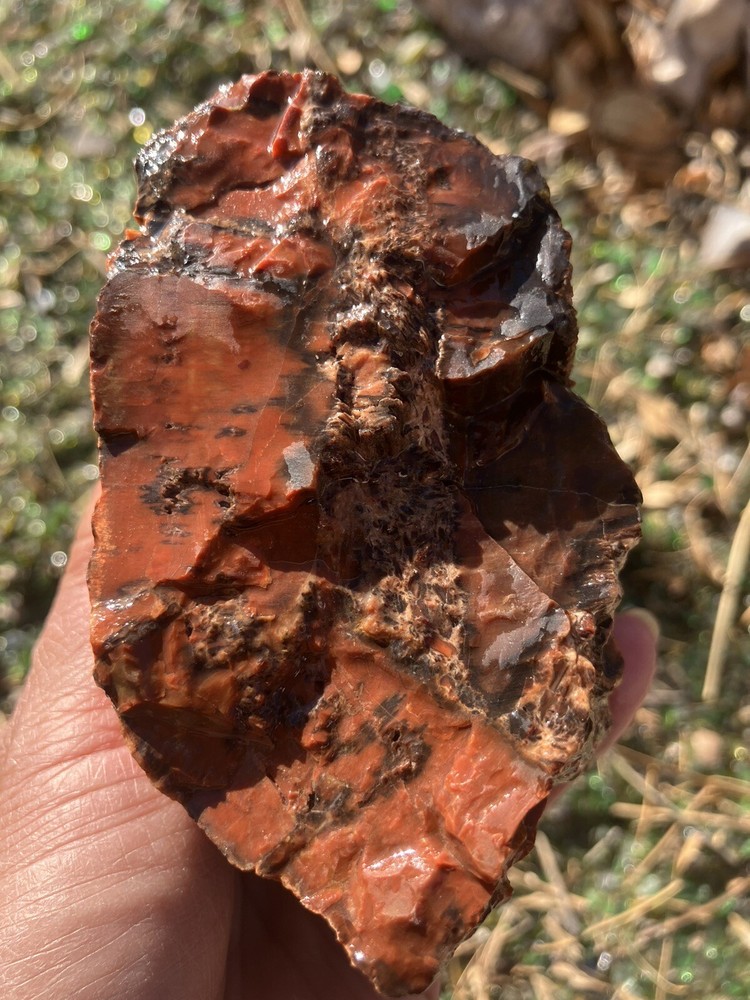 Arizona Petrified Wood