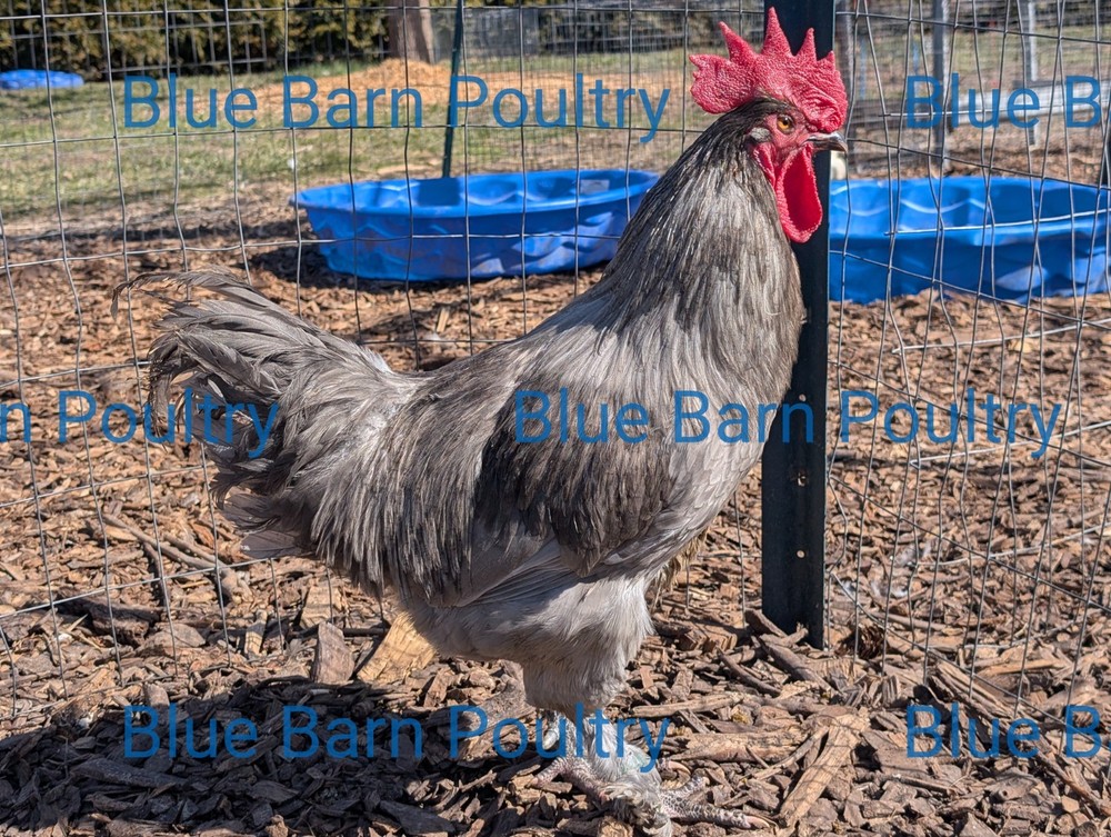 6 Lavender and Split to Solid Black Marans Chicken Hatching Eggs Purebred NPIP