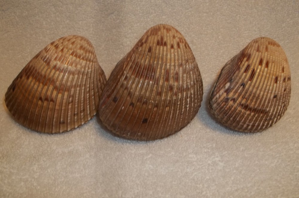 3 Large Cockle Clam Complete still closed Seashell Crafts