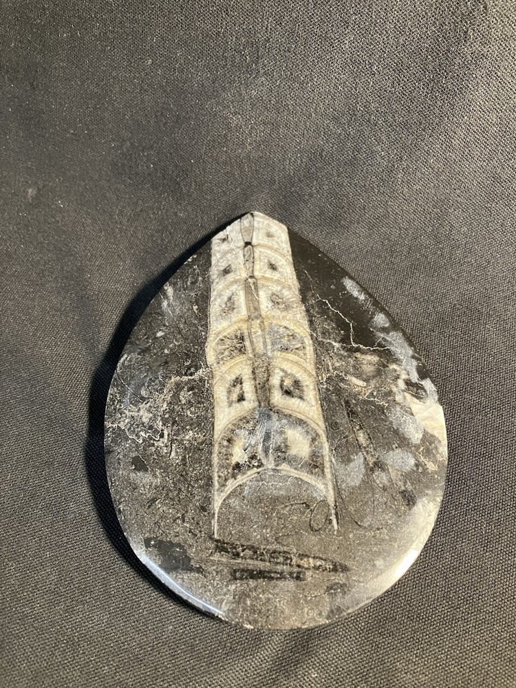 Fossil, Primitive Cuttlefish,Morocco. Polished.