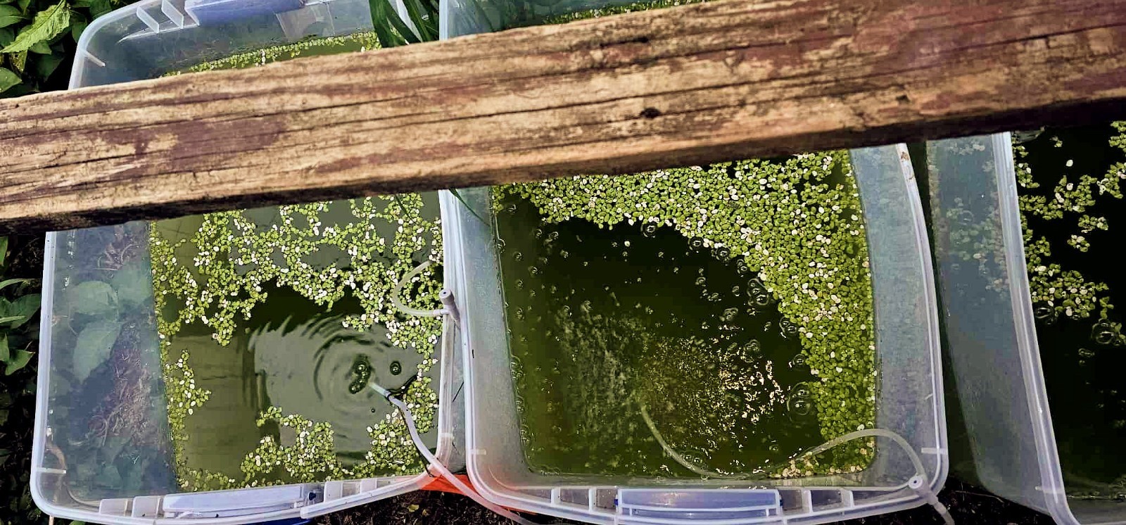 Rich Green Water (chlorella) 13oz Clean indoor cultures. Free Shipping