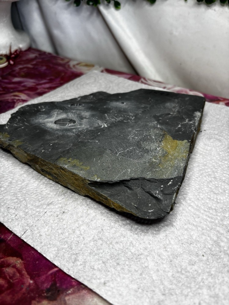 Large Stone Trilobite Fossil Multiple