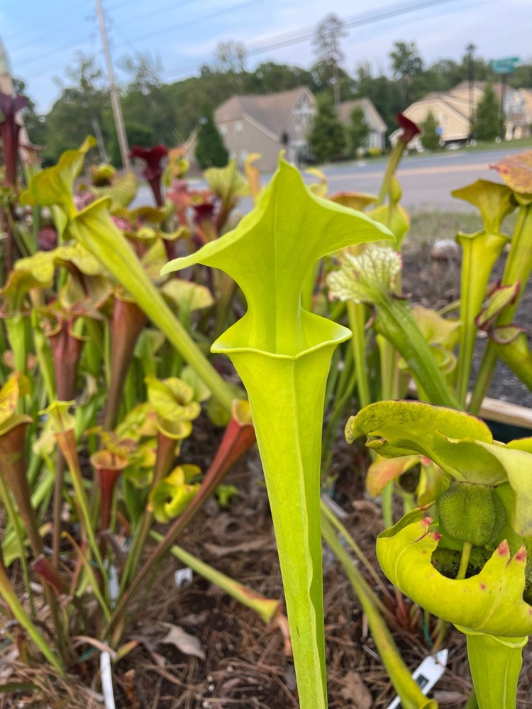 Sarracenia - Flava var Maxima - Medium Division