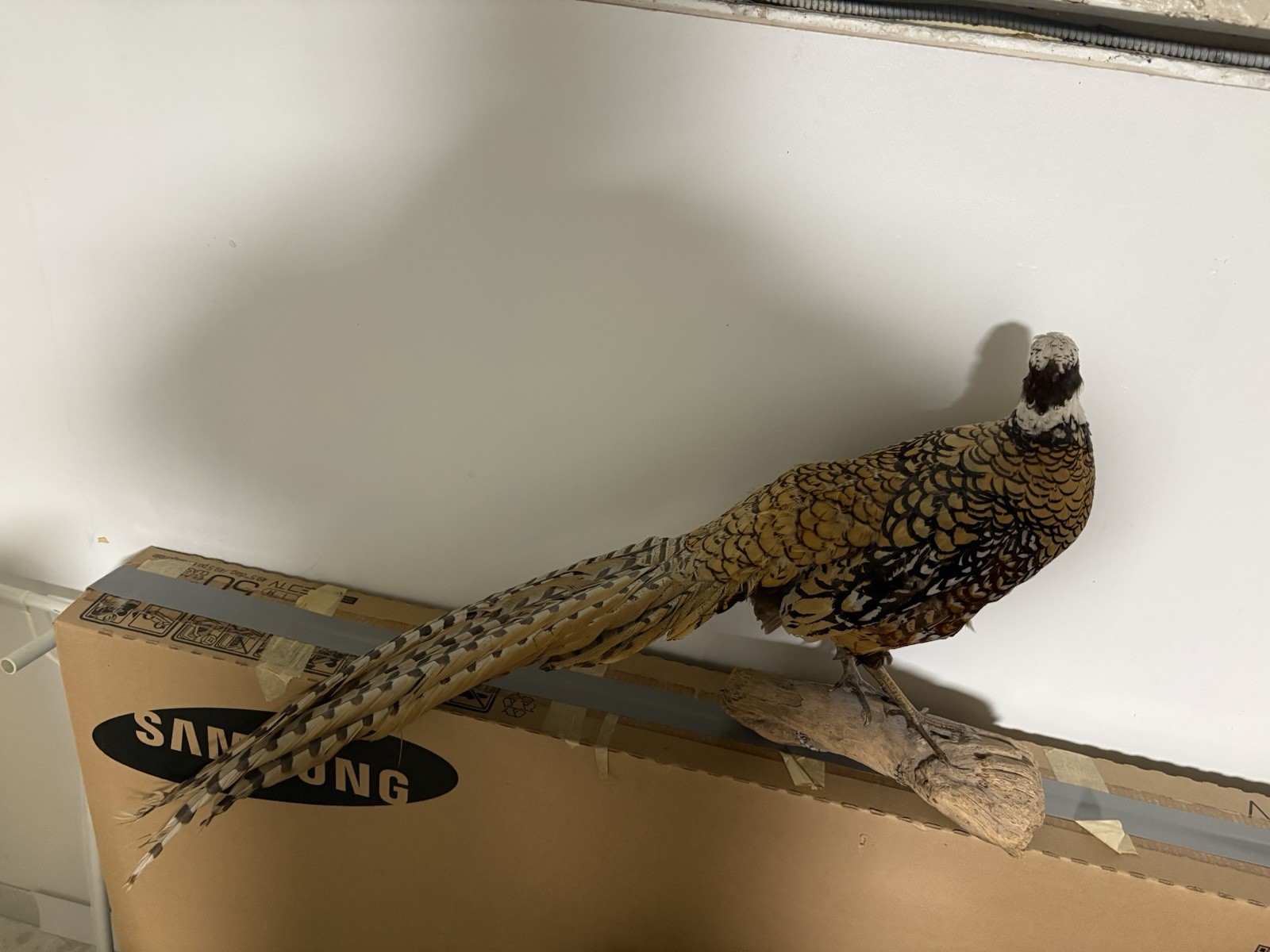 Vintage Reeves' Pheasant Taxidermy