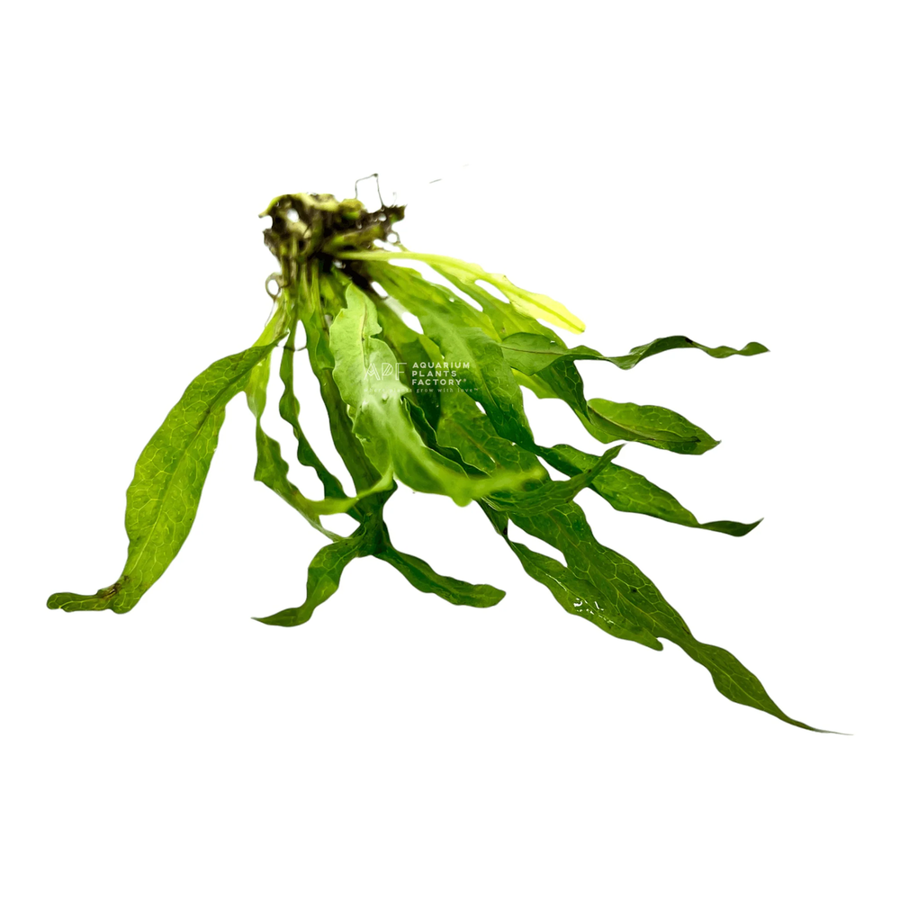 Java Fern Flaming | Aquarium Plants Factory®