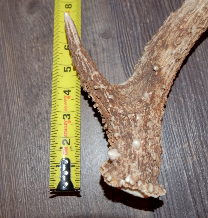 Whitetail Deer Antler - Deer Shed ~ Collectors