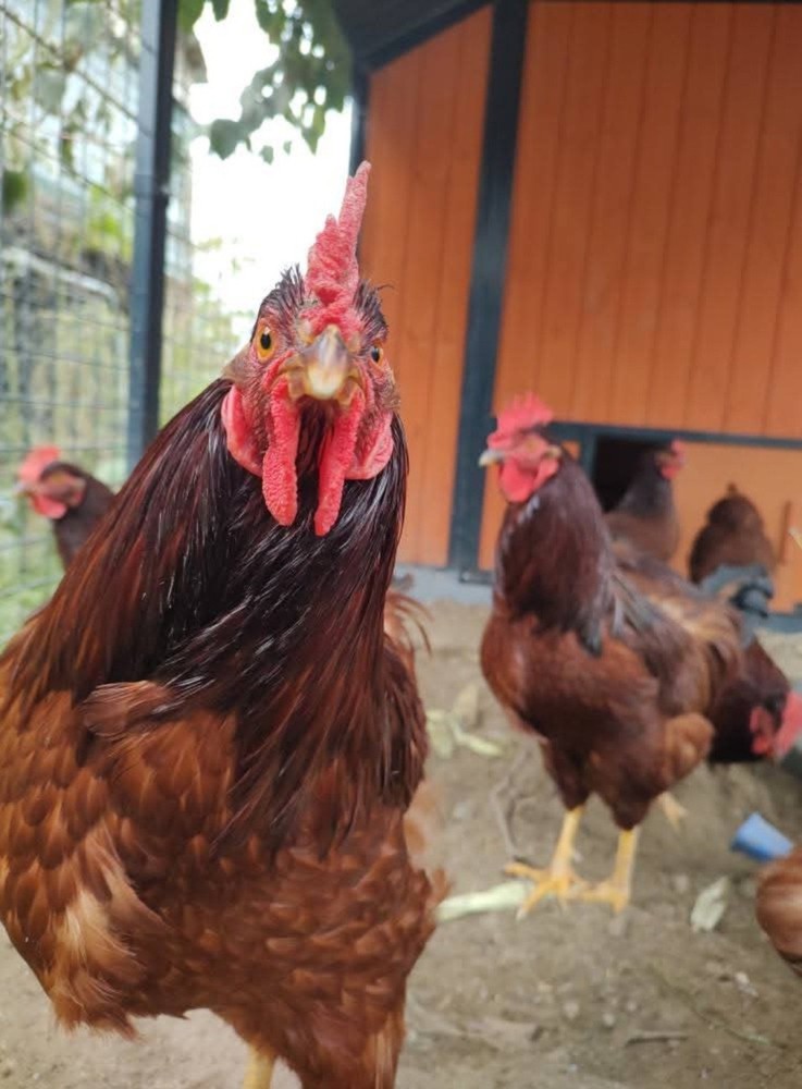 6+ Purebred Rhode Island Red Chicken Hatching Eggs