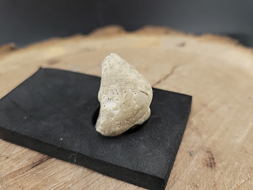Real Fossilized Dinosaur Half Egg Embro Uv Reactive