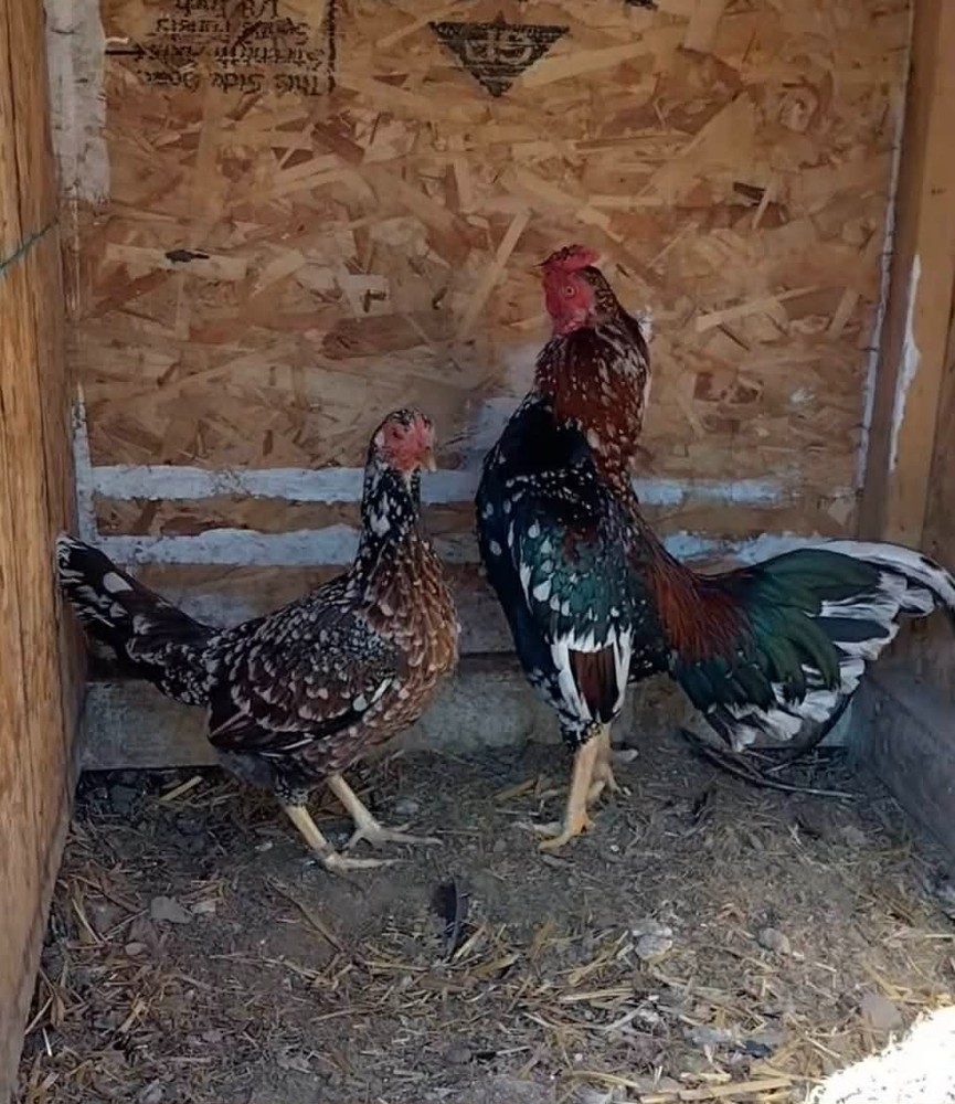 10+ 2 Spangled Cobra Hatching egg