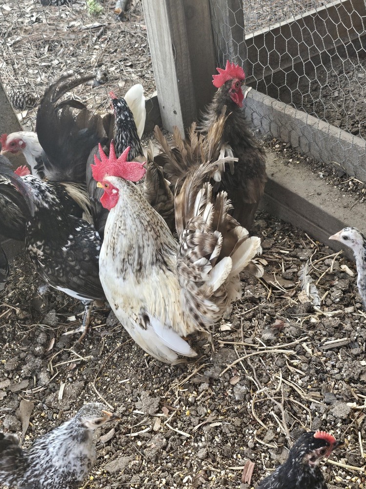 20 Serama Chicken Hatching Eggs