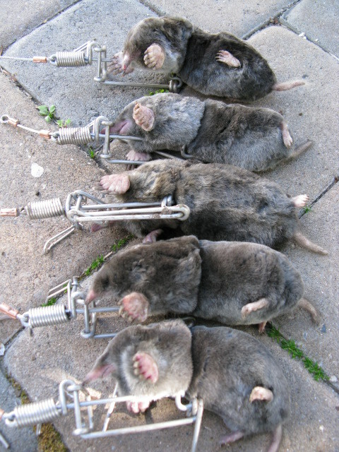 4 TRAPS-TRAPLINE MOLE TRAP-STAINLESS STEEL-USA MADE