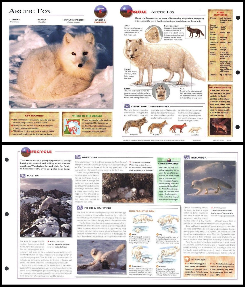 Fold-Out Sheet - Arctic Fox - 5
