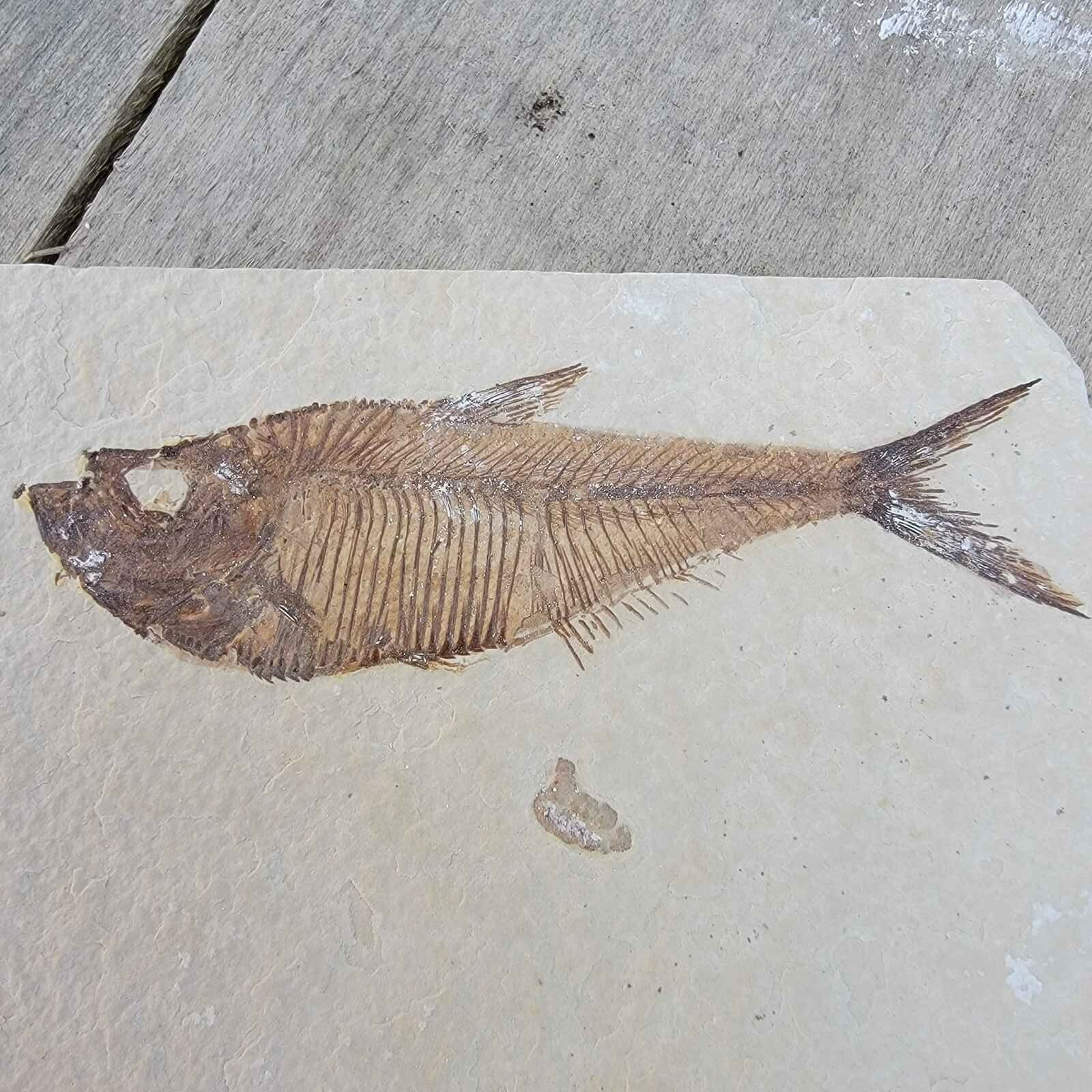 Diplomystus Fossil Fish Plate 100% AUTHENTIC - Free Shipping !!