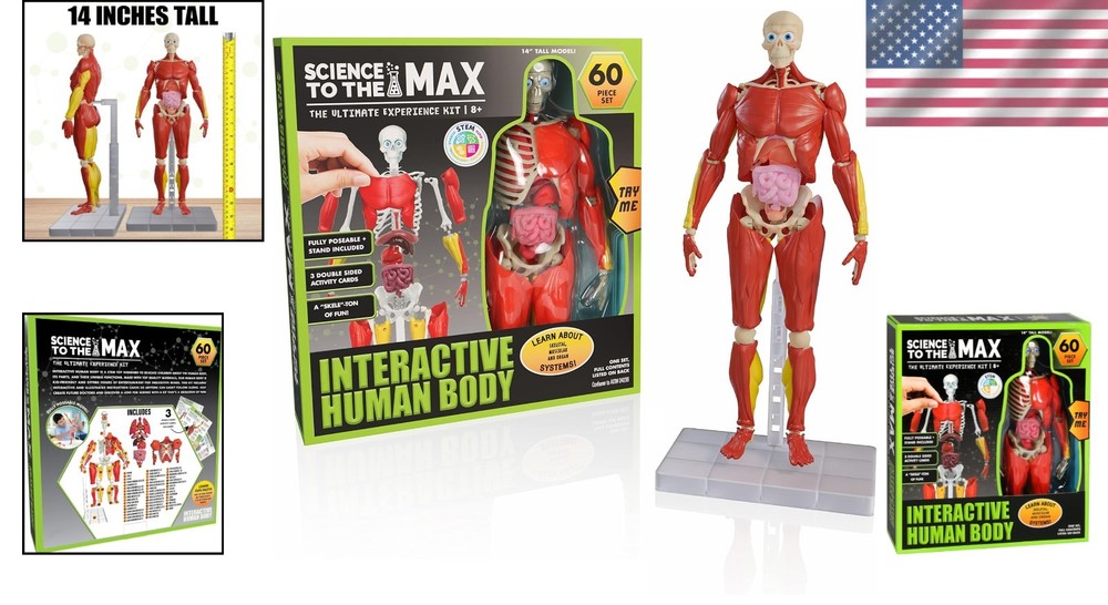 Realistic 14" Human Body Model - Educational STEM Toy