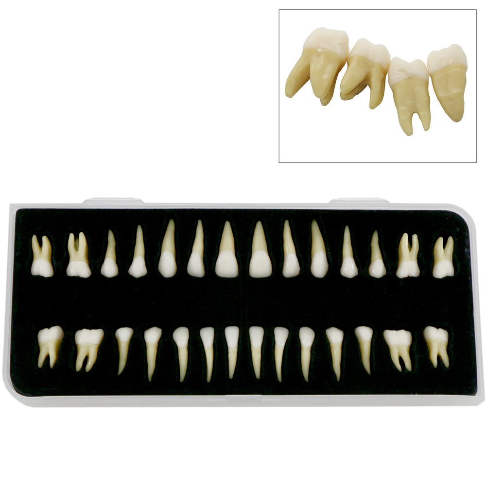 32Pcs Dental 1:1 Permanent Removable Teeth Natural Size for Teach Study Model