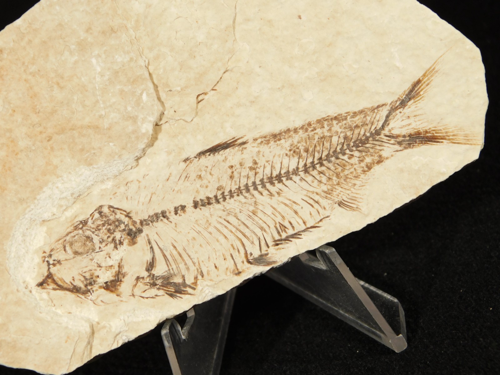 X-RAY BONES! Knightia FISH Fossil From Fossil Lake Wyoming 48.6gr