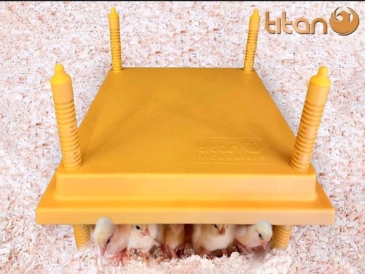 Chick Brooder - Mother hen chick Brooder Hen  - 30x30cm. Max 30 Chick's.