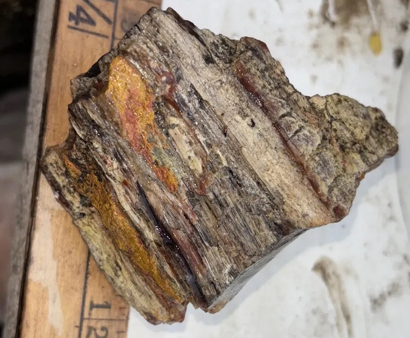 Silver Creek Junction petrified wood