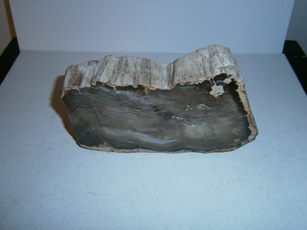 Petrified Wood Specimen