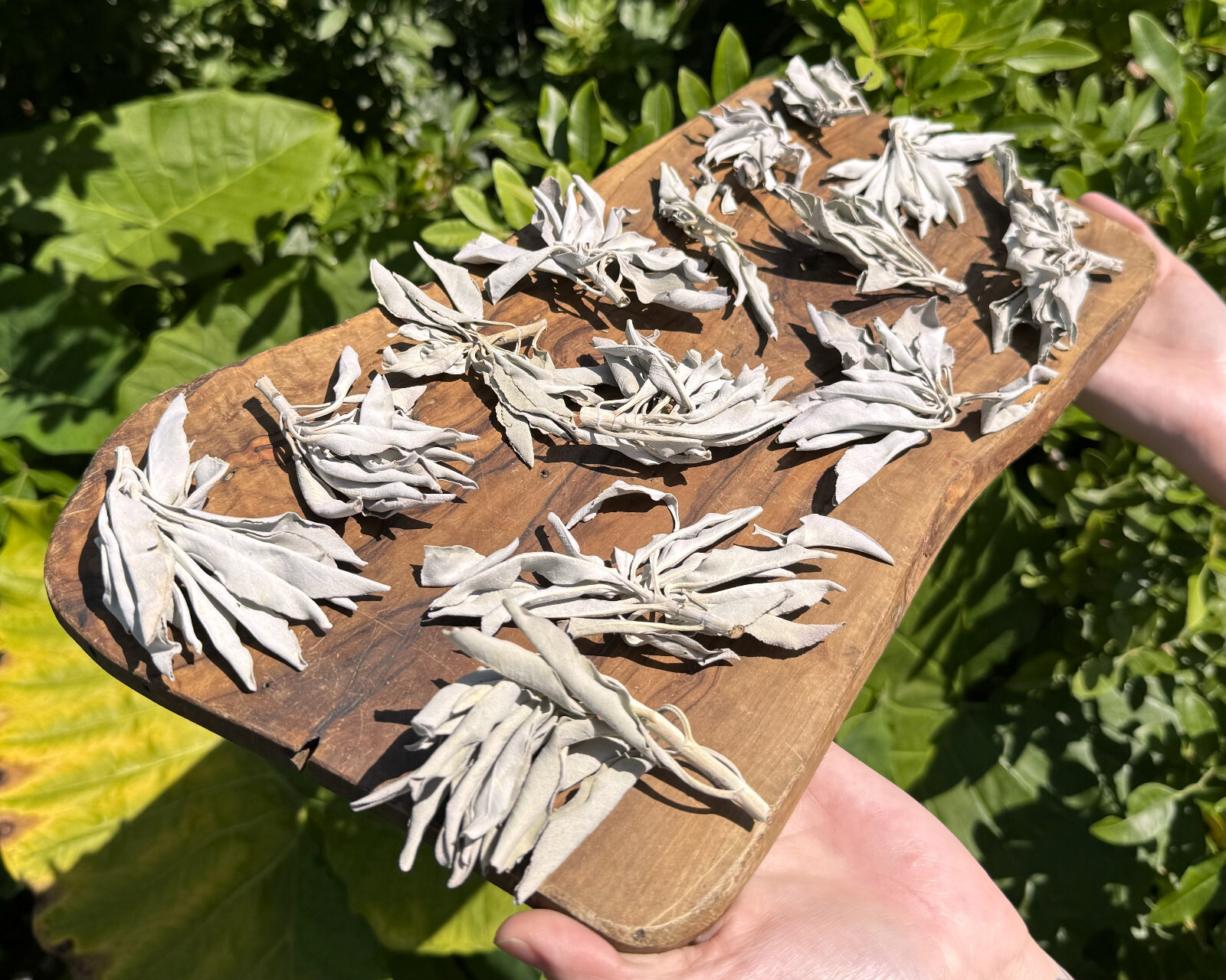 1 lb Loose White Sage Smudge Leaves & Clusters (Cleansing Smudging Purification)