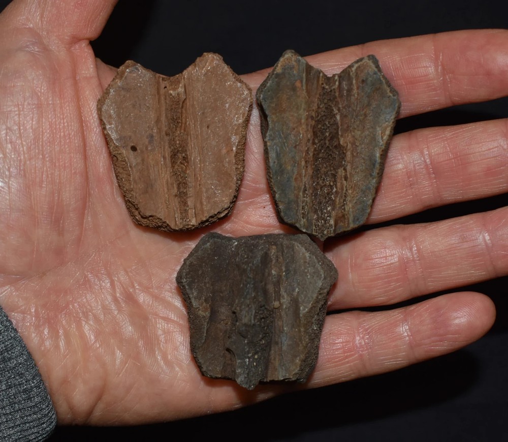Set of Three Fossi Turtle Shell Elements (top shell pieces)