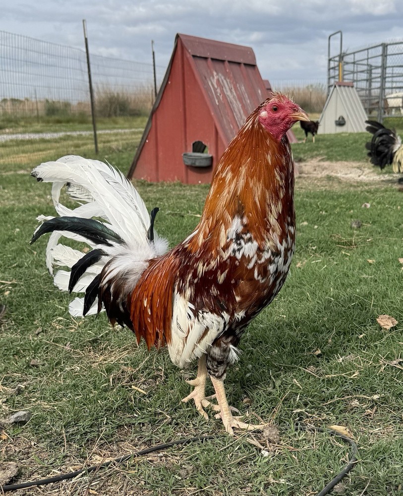 Chicken Hatching Egg