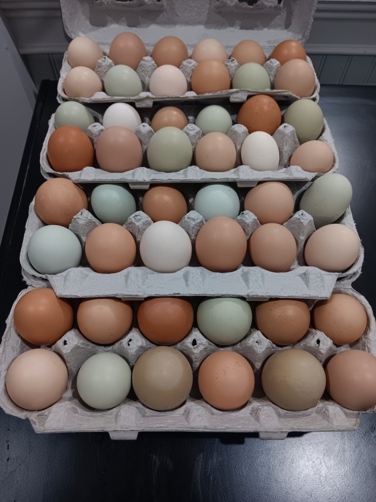 12+ Barnyard Mix Hatching Eggs 🥚